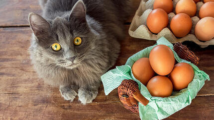 Chicken eggs in a brown basket near a gray cat, on a wooden table