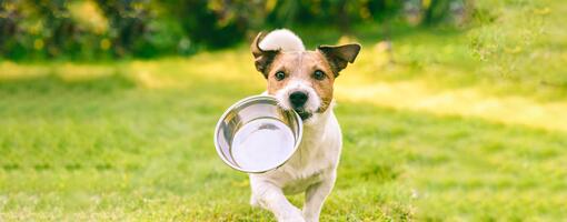 The Healthy Dog Weight and Body Condition