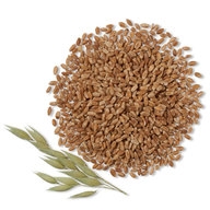 Wheat and whole grain wheat carbohydrates