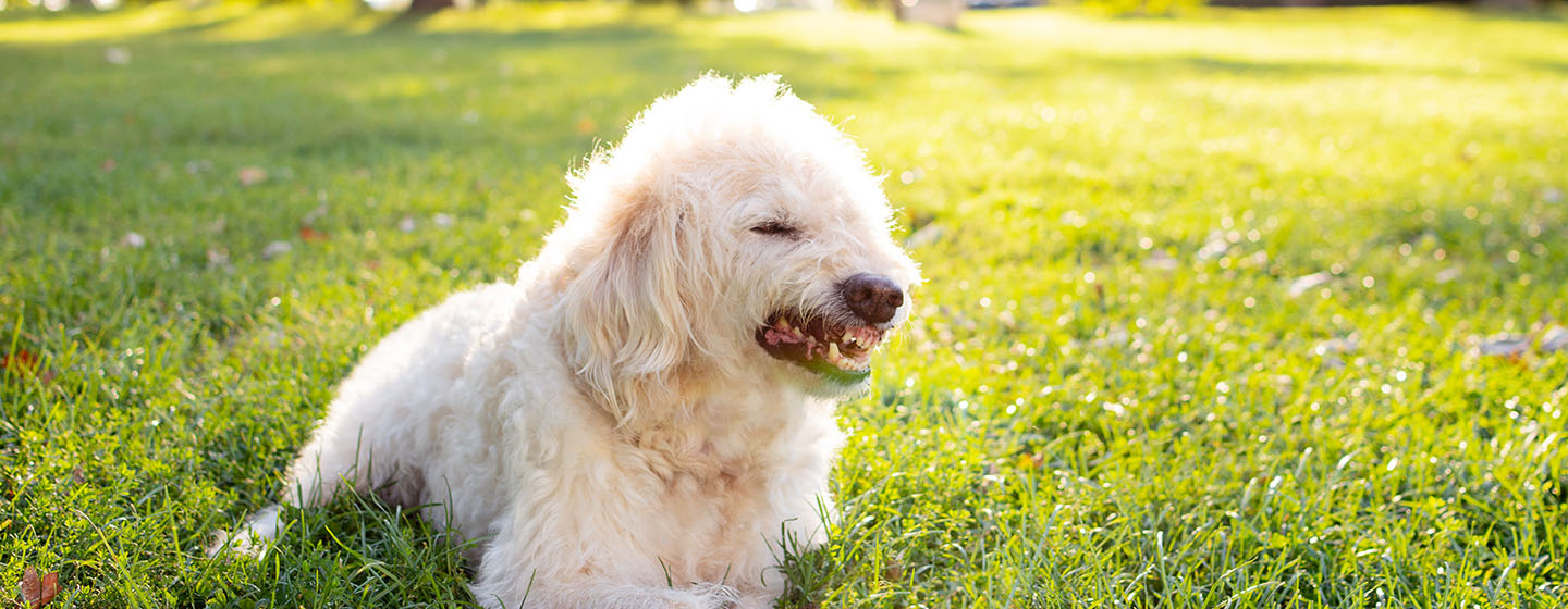 white dog growling in park