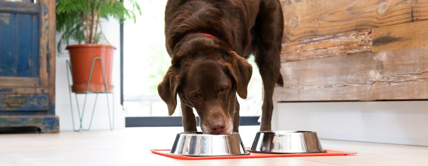 Feeding Your Pregnant Dog Purina