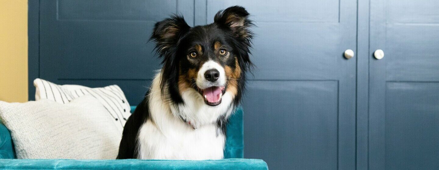 Happy dog on sofa