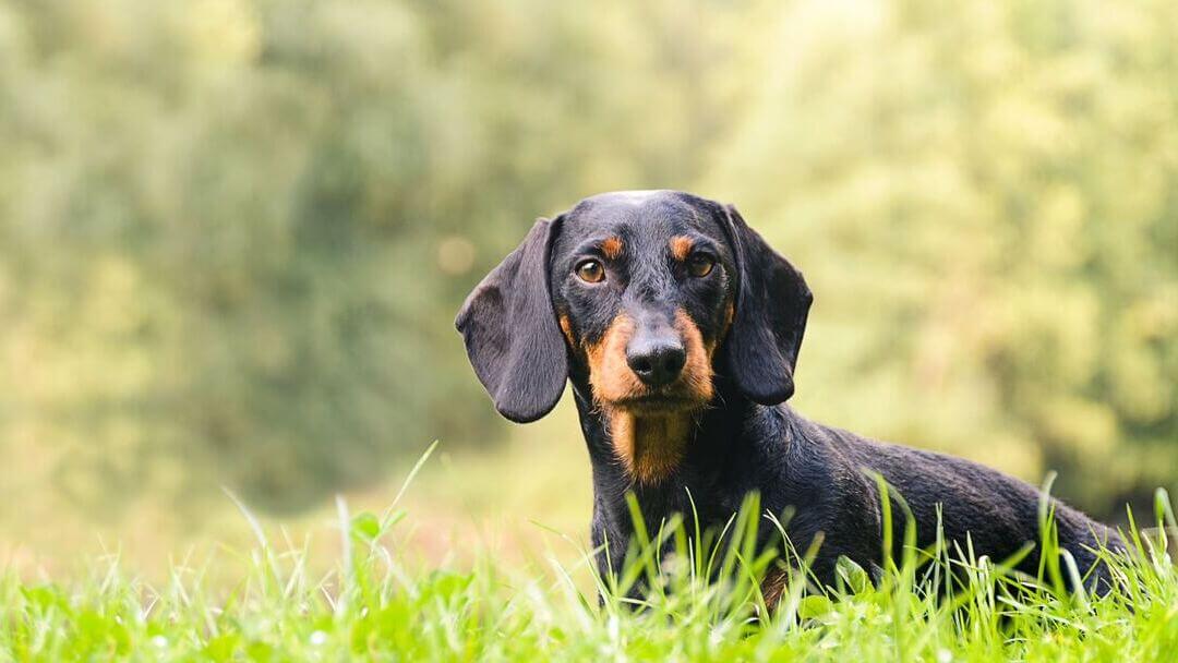 Dachshund in the grass