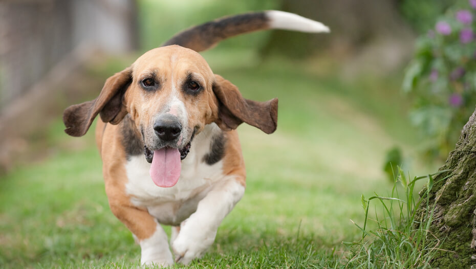 Dog running in garden