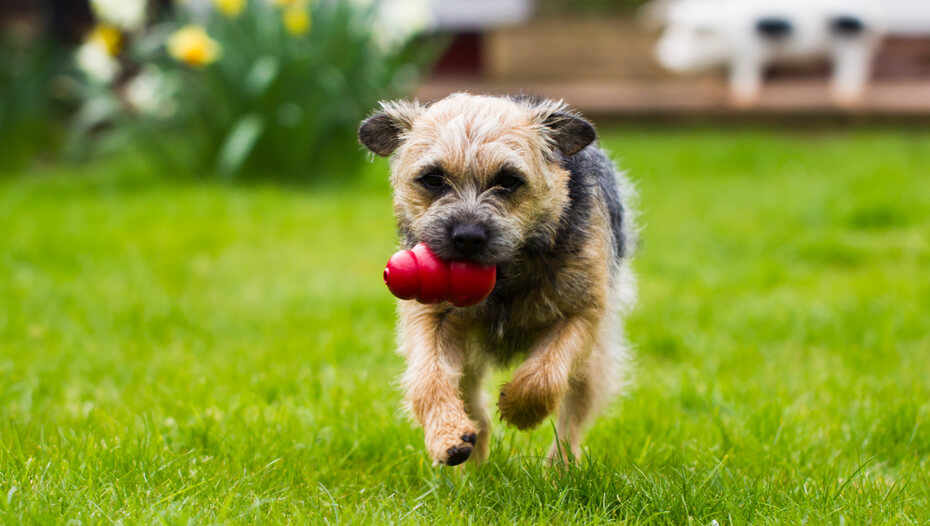 Dog running with chew toy