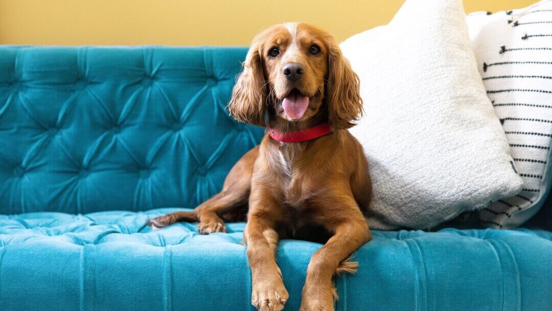 Dog relaxing on couch