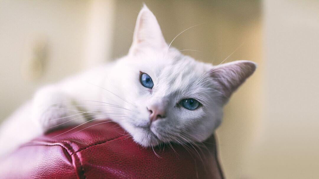 White cat with blue eyes on red leather chair.