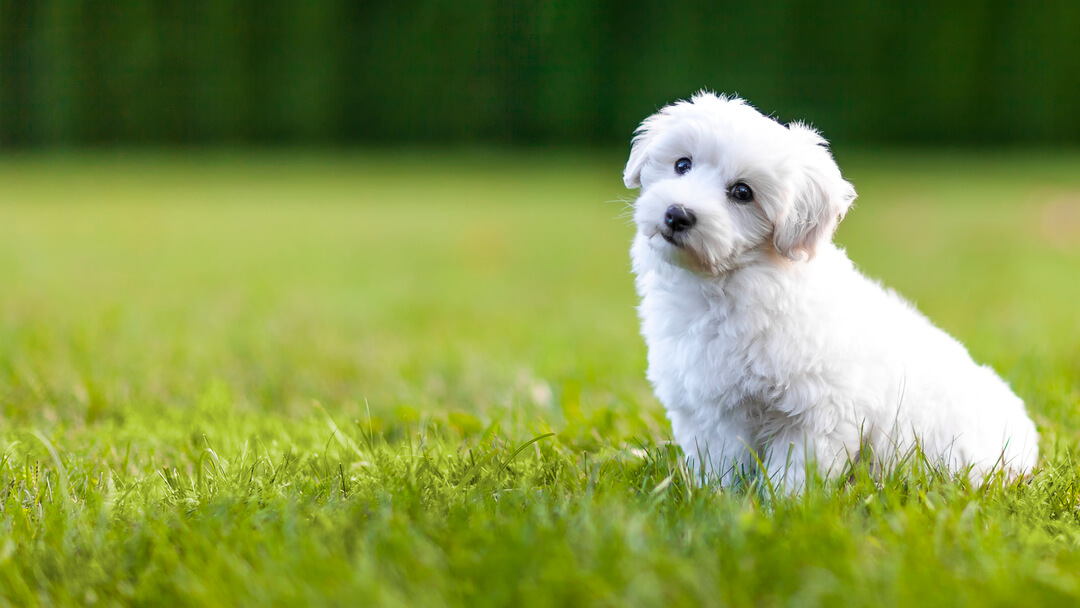 Fluffy white puppy on green grass.