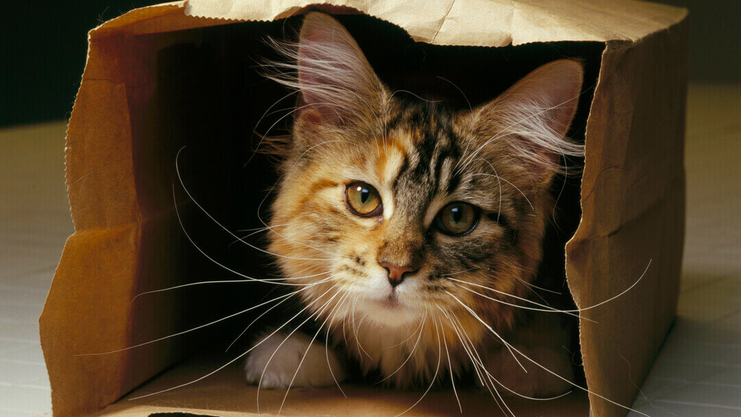 kitten playing in a brown paper bag