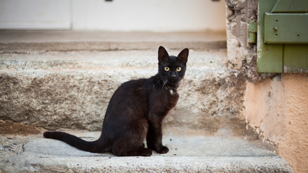 a black cat sitting on a tiled floor, trending on