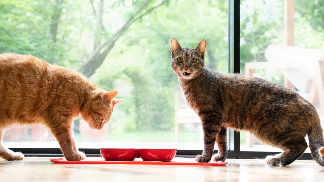 Cats eating from bowls