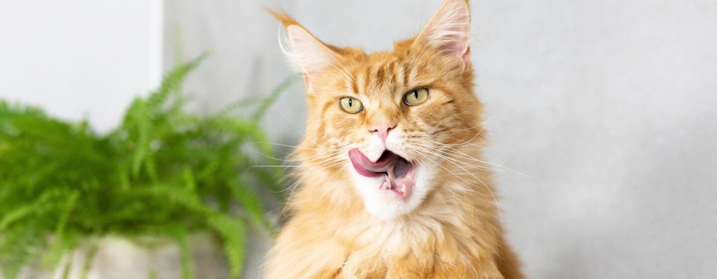 Smelly Cat, Smelly Cat - Causes of Feline Odors