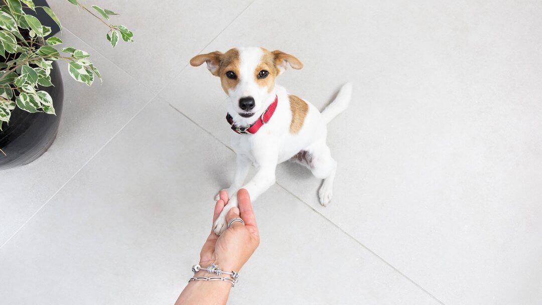 Dog greeting owner