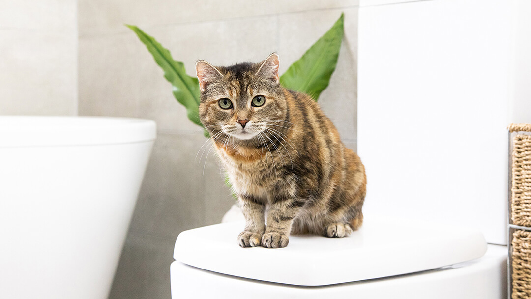 Cat sitting in bathroom