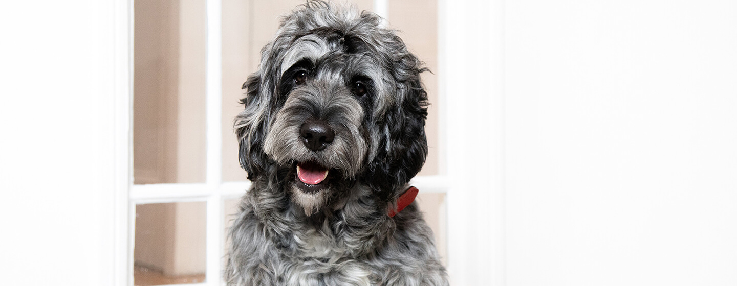 Name for small black sales dog