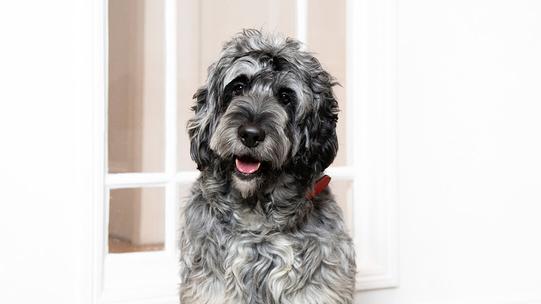 Dog sitting in front of a door