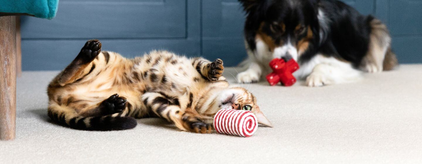 Cat and dogs lying on the floor playing with toys.