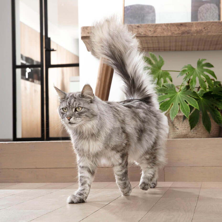 cat walking through kitchen