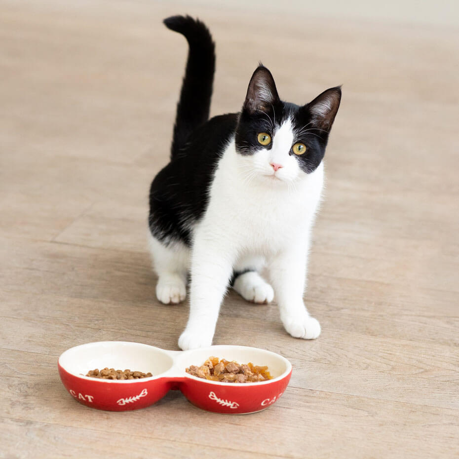 kitten looking up from food bowls