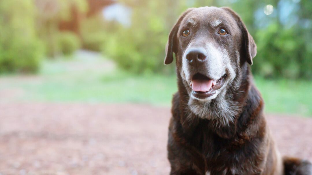 Close up of older dog