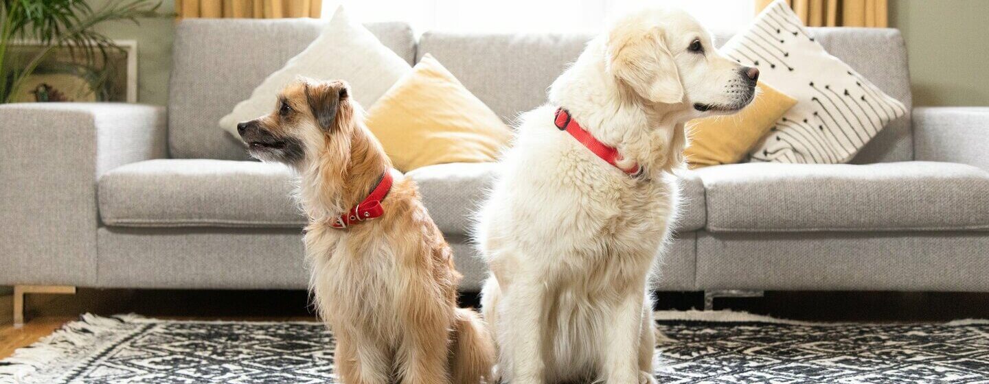 Two golden dogs sitting next to each other, looking in opposite directions.