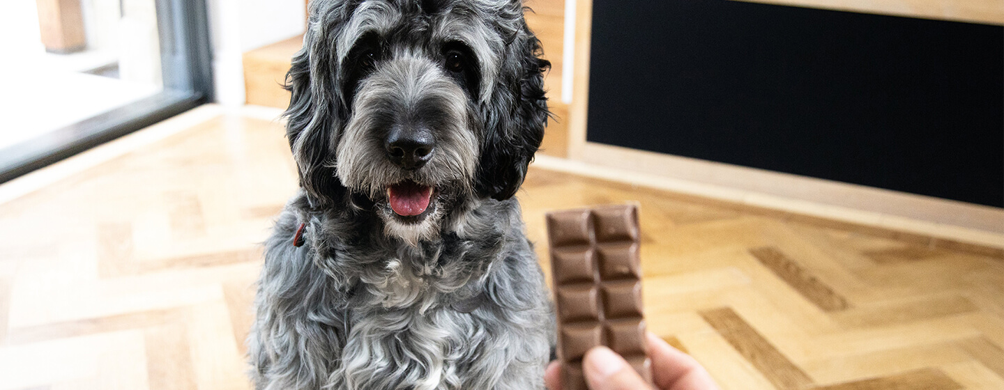 Dog looking at chocolate