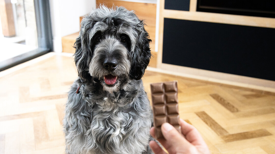 Dog looking at chocolate