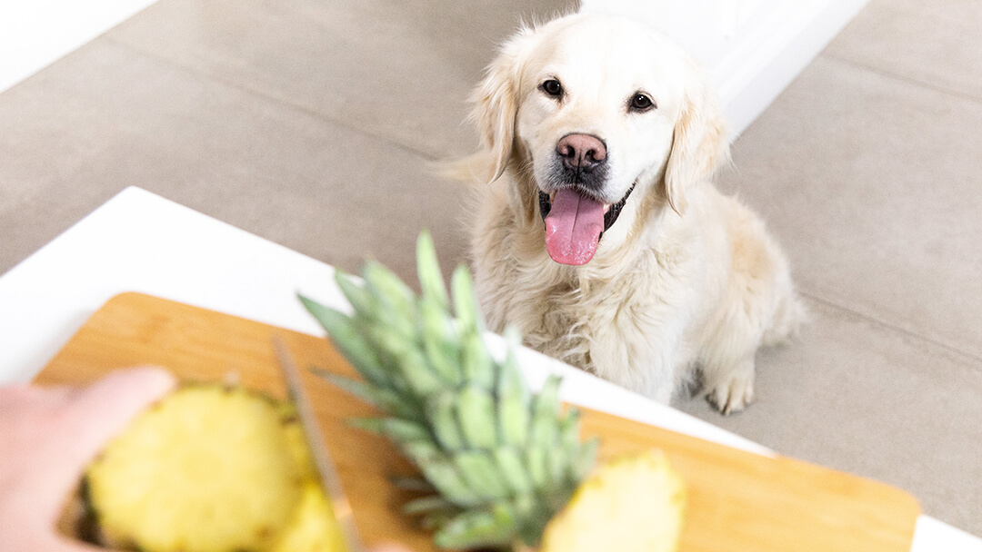 Can Dogs Eat Pineapple Read Before You Feed Purina