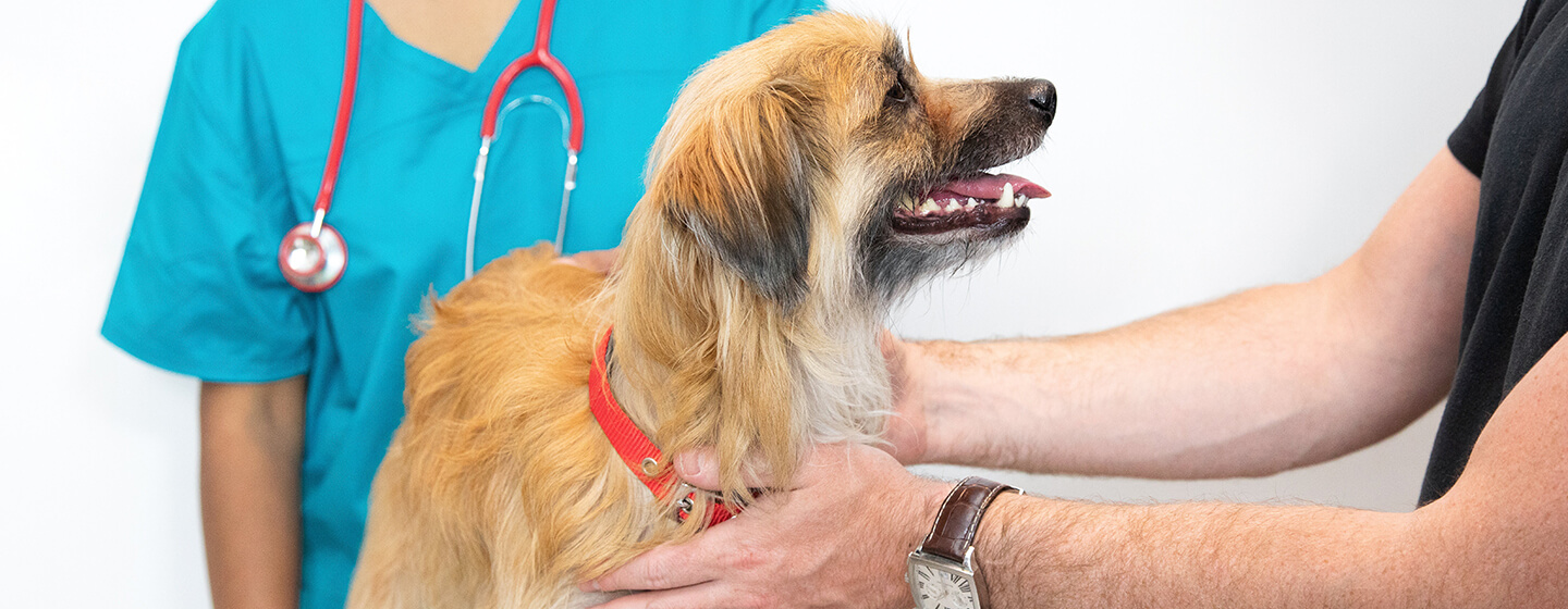 Owner holding dog at vets