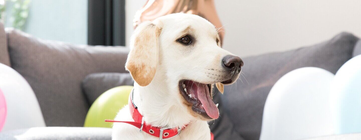 Golden Labrador retriever with red collar and mouth open