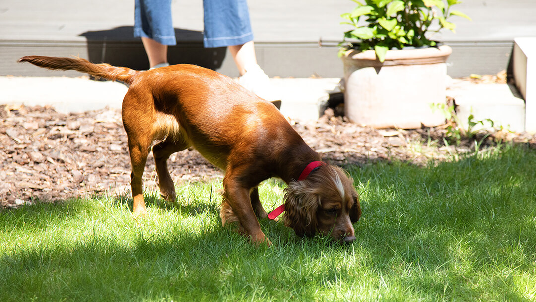 Brown dog sniffing grass in the garden