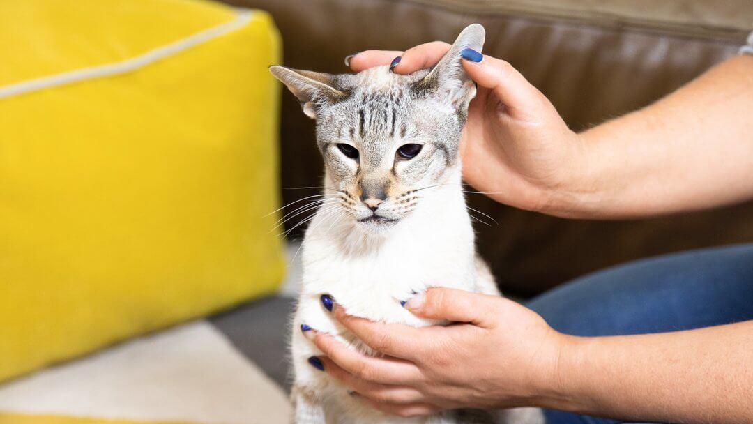 owner inspecting her cat's ear