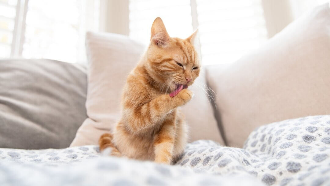 Ginger kitten licking paw.