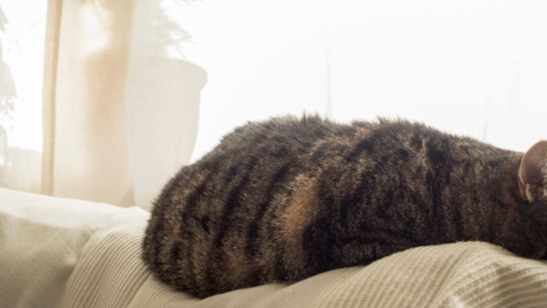 Older cat sleeping on sofa.