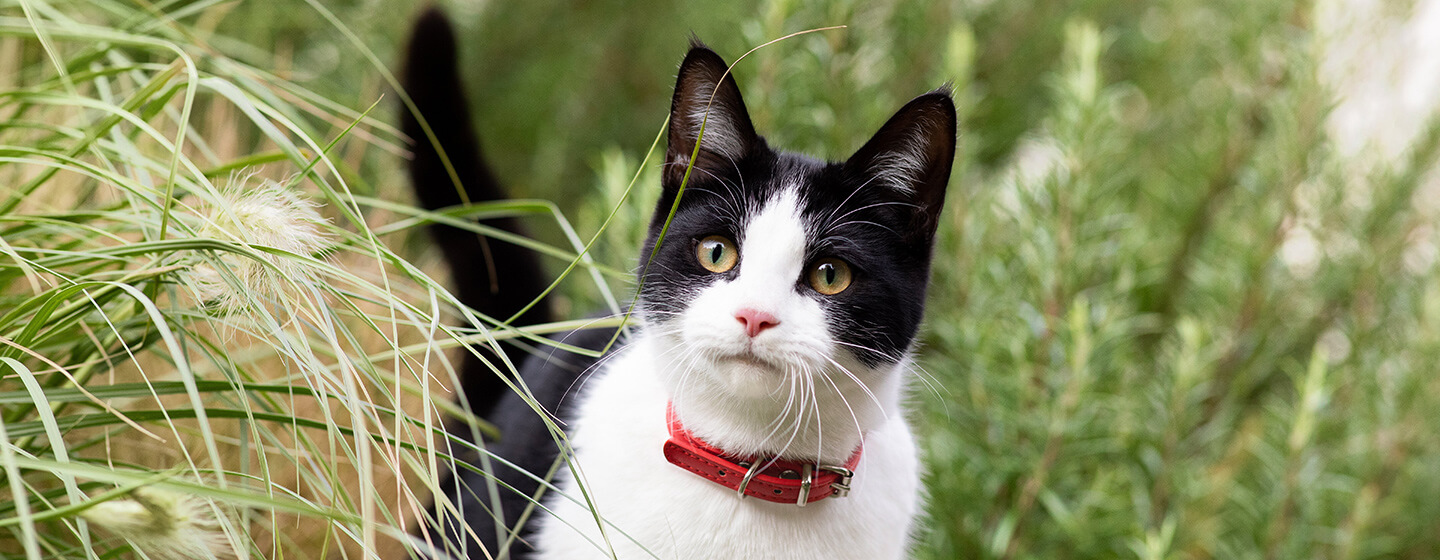 Cat Deafness Causes How To Care For A Deaf Cat Purina