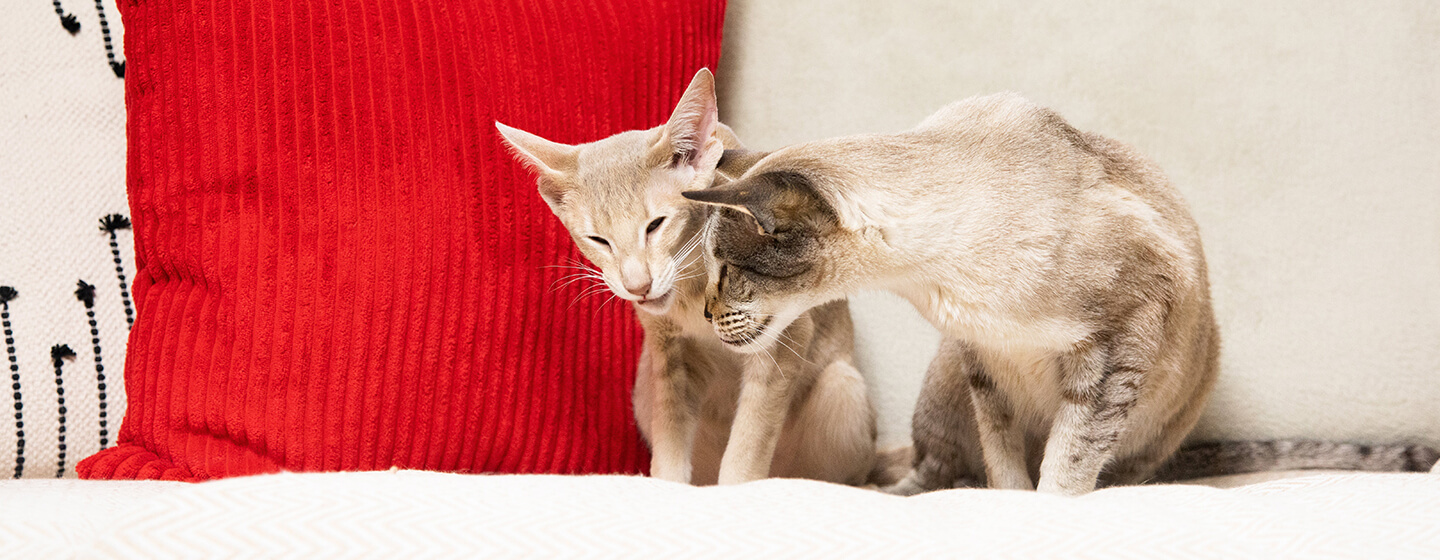 Two cats sitting on a sofa with a red cushion