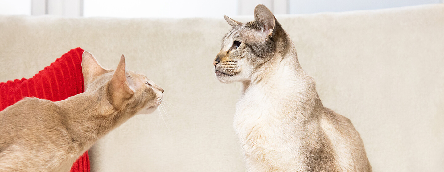 Two cats looking at each other on sofa