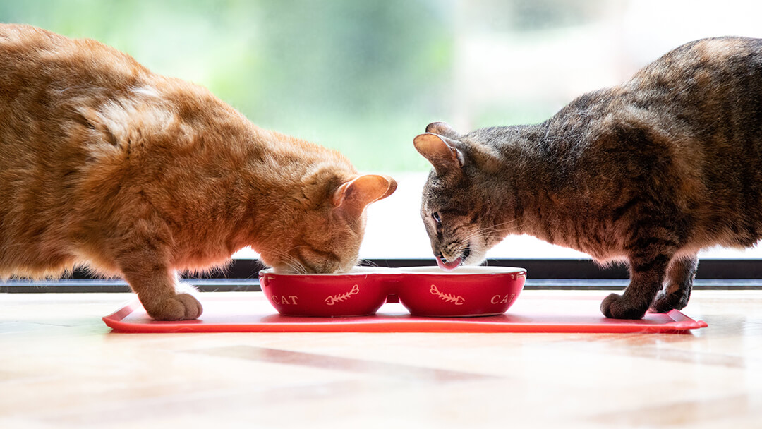 Two cats eating from a red bowl