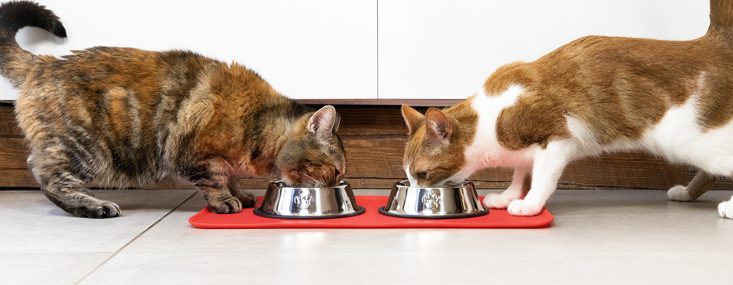 cat diet can cats eat dog food