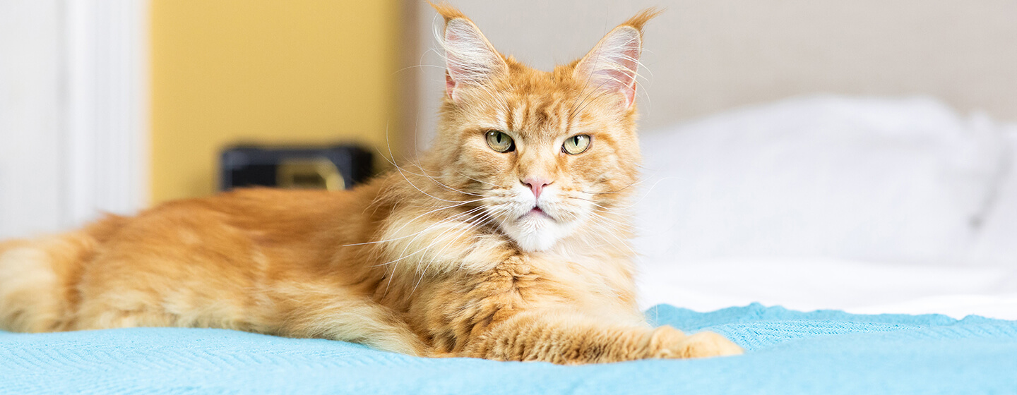 Cat sitting on bed