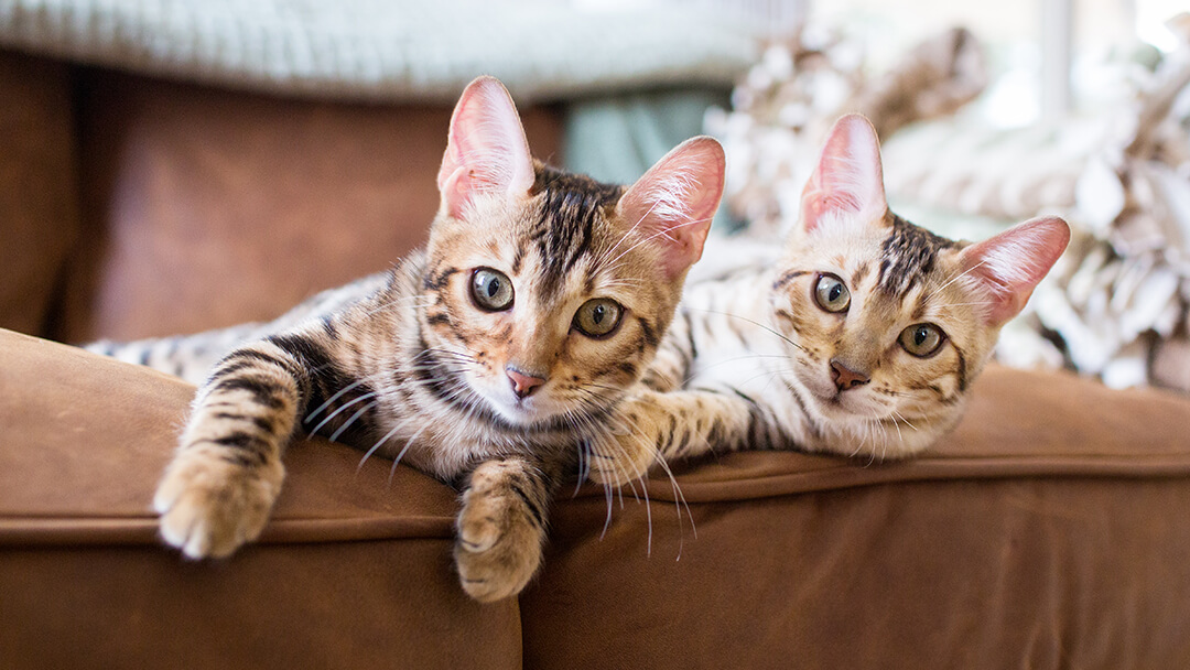  Two cats laying on sofa