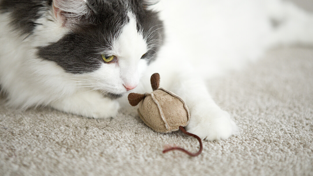 Cat playing with mouse toy