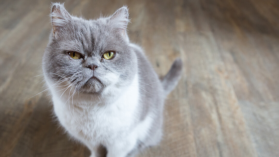 Cat sitting on wooden floor