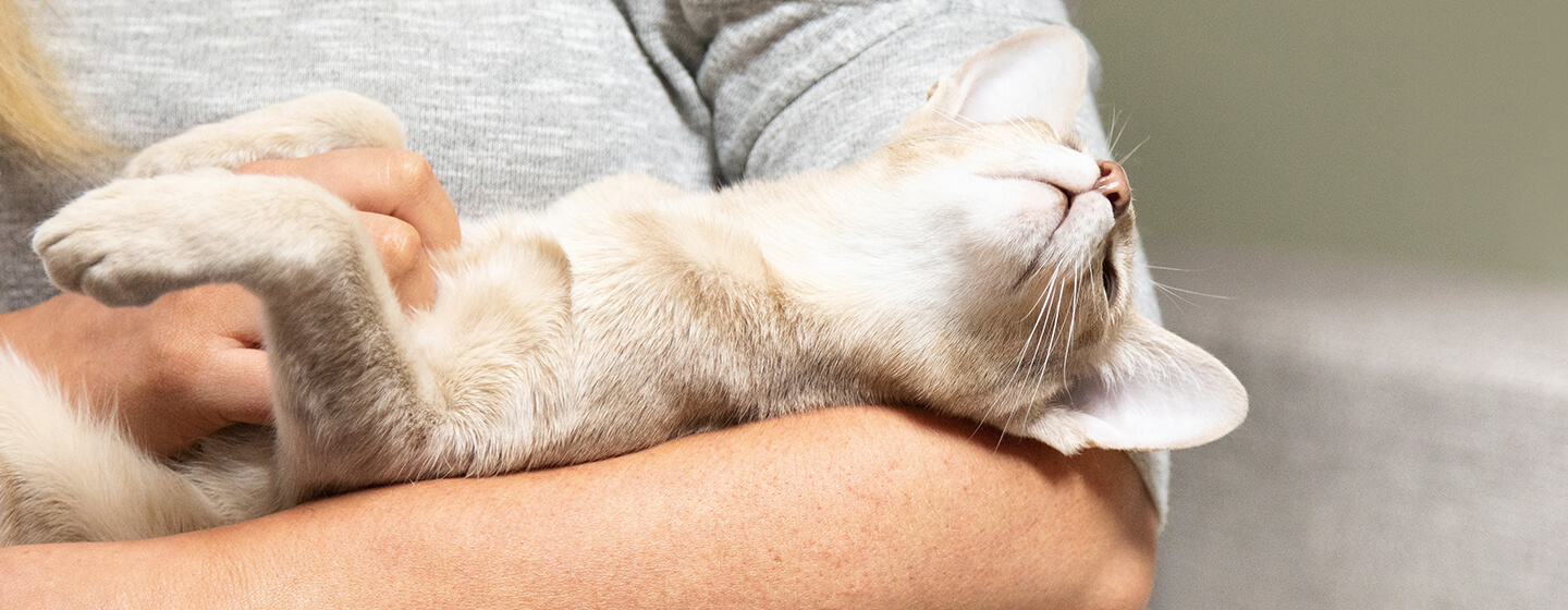 Cat laying in woman's arms