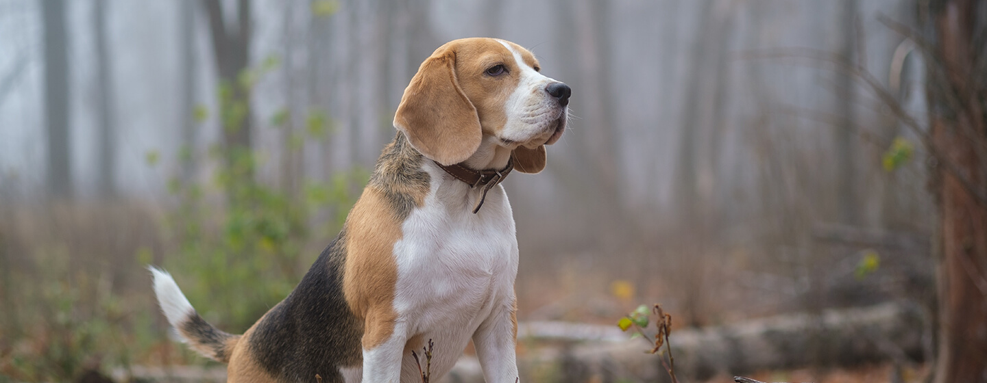 Dog standing on log in woods