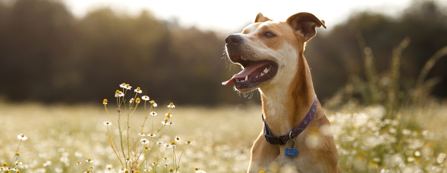 Dog jumping in a field of daisies.