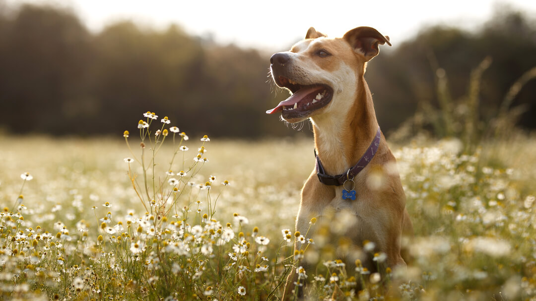 Dog jumping in a field of daisies.