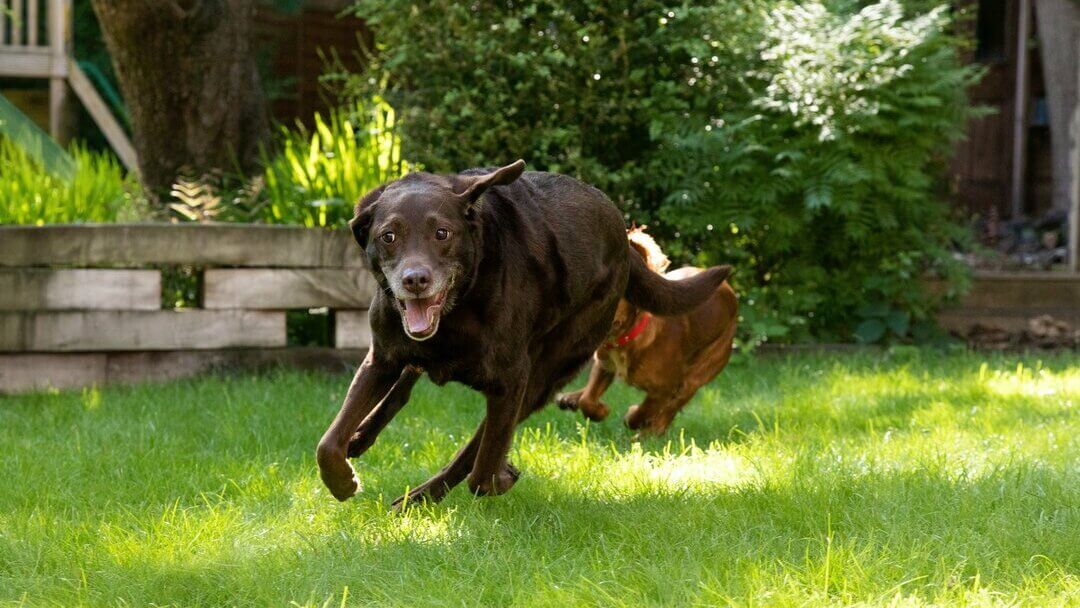 Chocolate Labrador running around the garden.
