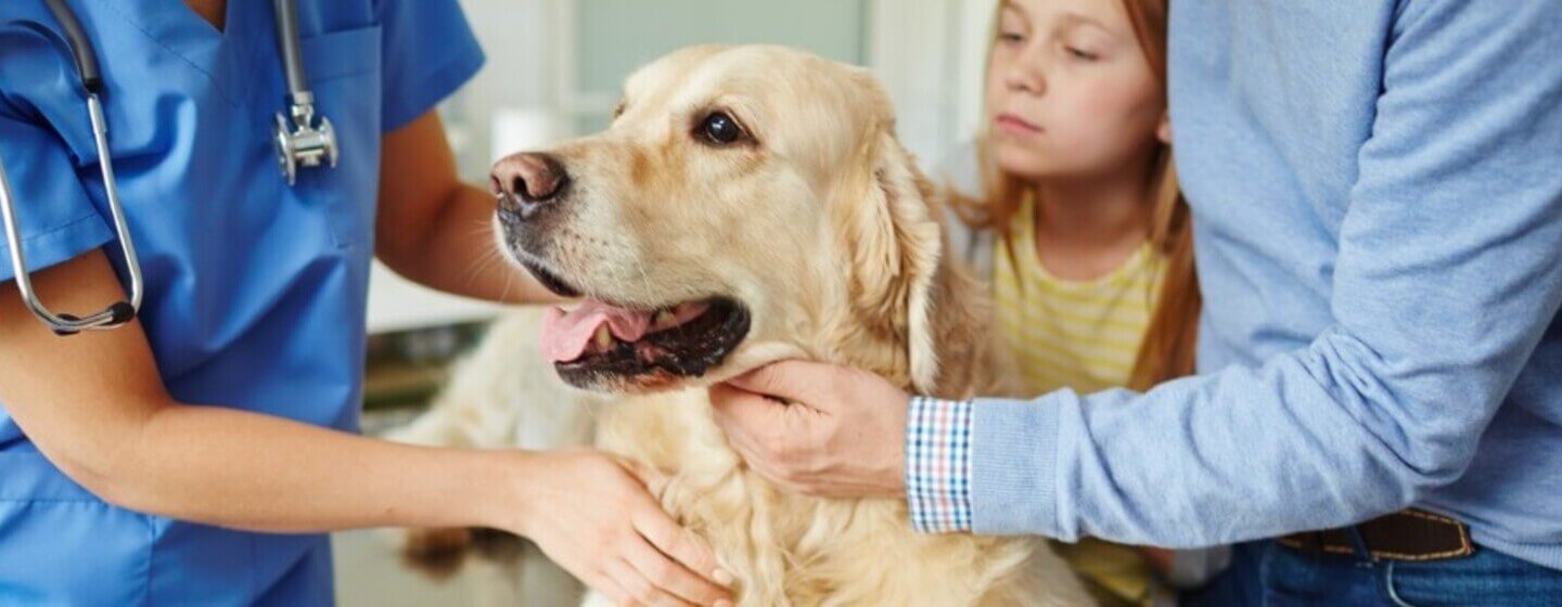 Golden retriever being held by owners and vet