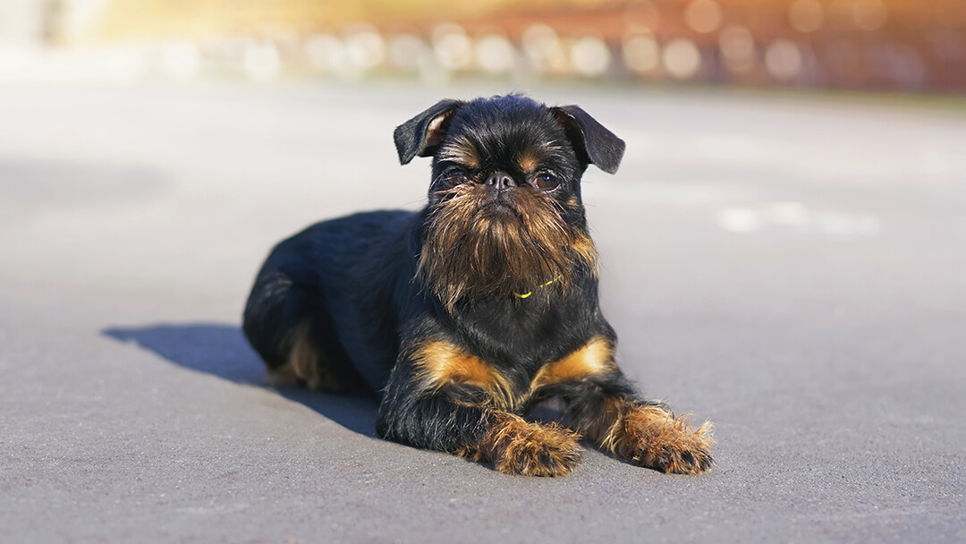 Dog laying on pavement